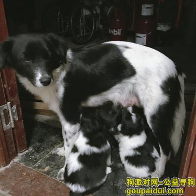 南京江宁寻狗，2月25日失踪，它是一只非常可爱的宠物狗狗，希望它早日回家，不要变成流浪狗。