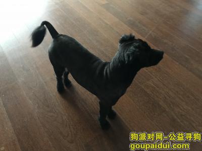 青岛找狗主人，今天下午在崂山区石老人山水名园二期捡到一只狗狗，它是一只非常可爱的宠物狗狗，希望它早日回家，不要变成流浪狗。
