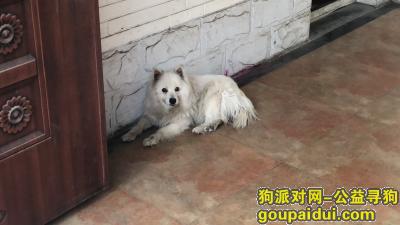 北京捡到狗，丰台区晓月苑捡到一只狗，它是一只非常可爱的宠物狗狗，希望它早日回家，不要变成流浪狗。