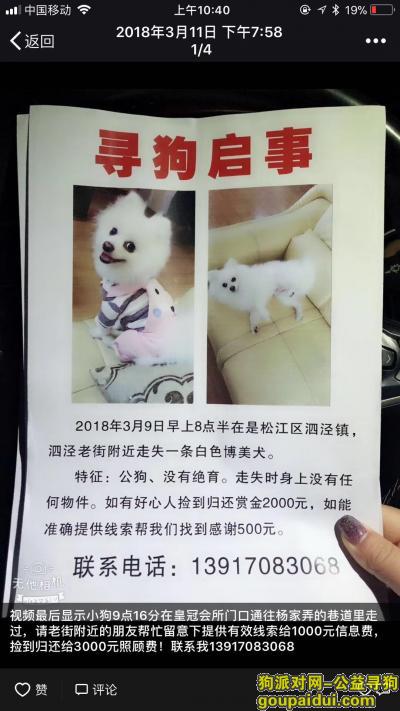 【上海找狗】，松江区泗泾镇泗泾老街酬谢三千元寻找白色博美，它是一只非常可爱的宠物狗狗，希望它早日回家，不要变成流浪狗。