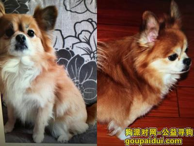 成都锦江区静祥路寻找13岁黄色博美，它是一只非常可爱的宠物狗狗，希望它早日回家，不要变成流浪狗。