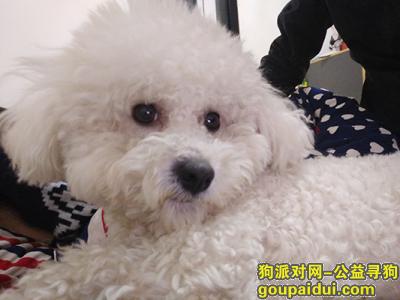 【郑州找狗】，寻狗 白色比熊犬 身上还带着牵引绳呢，，它是一只非常可爱的宠物狗狗，希望它早日回家，不要变成流浪狗。