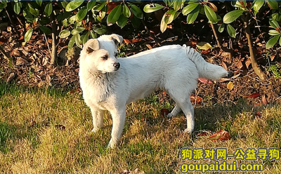 【上海捡到狗】，白色田园小狗寻找主人浦东，它是一只非常可爱的宠物狗狗，希望它早日回家，不要变成流浪狗。