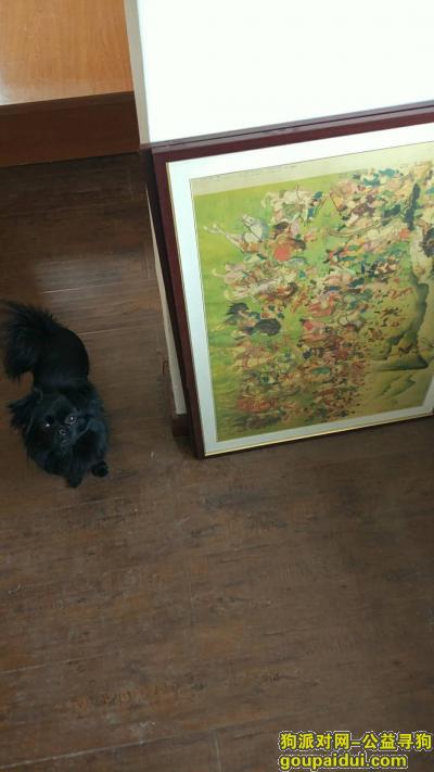【青岛找狗】，青岛伊春路找寻黑色小狗！重谢！！，它是一只非常可爱的宠物狗狗，希望它早日回家，不要变成流浪狗。