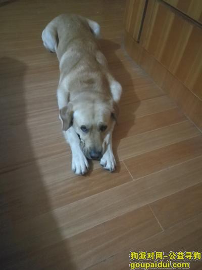 寻找一只黄色成年拉不拉多公犬，它是一只非常可爱的宠物狗狗，希望它早日回家，不要变成流浪狗。