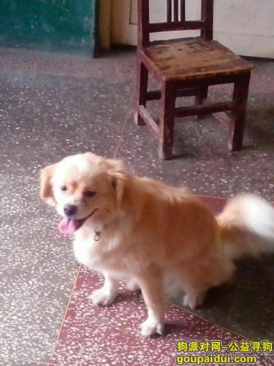 寻中华田园犬，重金答谢，它是一只非常可爱的宠物狗狗，希望它早日回家，不要变成流浪狗。