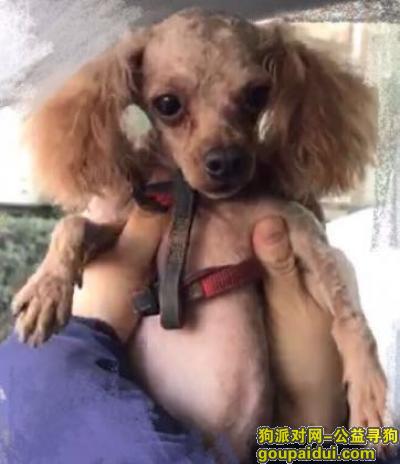 【北京找狗】，北京市海淀区太平路22号院酬谢八千元寻找泰迪，它是一只非常可爱的宠物狗狗，希望它早日回家，不要变成流浪狗。