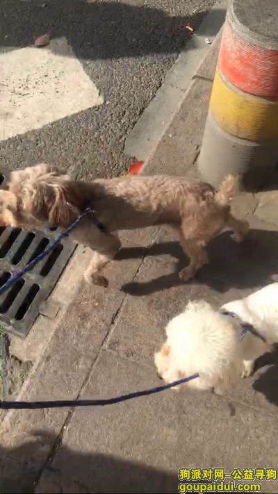 如在杭州看见这俩只狗的朋友请速与我联系重金酬谢，它是一只非常可爱的宠物狗狗，希望它早日回家，不要变成流浪狗。