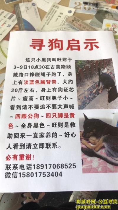 闵行区古美顾戴路口酬谢五千元寻找小黑狗，它是一只非常可爱的宠物狗狗，希望它早日回家，不要变成流浪狗。