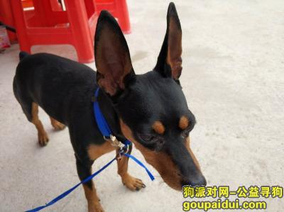 深圳找狗主人，深圳南山见捡到一只狗，它是一只非常可爱的宠物狗狗，希望它早日回家，不要变成流浪狗。