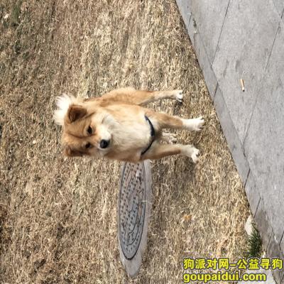 北京捡到狗，通州梨园的走失狗狗，请注意，它是一只非常可爱的宠物狗狗，希望它早日回家，不要变成流浪狗。