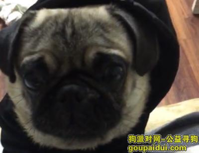 【上海找狗】，上海闸北区华阴路沪太路附近丢失了一只巴哥犬，它是一只非常可爱的宠物狗狗，希望它早日回家，不要变成流浪狗。