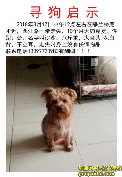 寻找约克夏，柳州市丢失的爱犬名字叫莎莎，它是一只非常可爱的宠物狗狗，希望它早日回家，不要变成流浪狗。