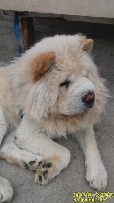 【上海捡到狗】，闵行成年松狮狗找主人，它是一只非常可爱的宠物狗狗，希望它早日回家，不要变成流浪狗。