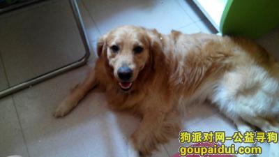 【郑州找狗】，寻找俺家大金毛……高兴……，它是一只非常可爱的宠物狗狗，希望它早日回家，不要变成流浪狗。