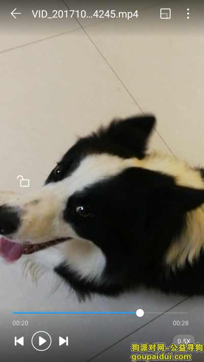 【鹰潭找狗】，我家边牧早上在余江邓埠磨俐洲附近丢失，有看到的请联系我，它是一只非常可爱的宠物狗狗，希望它早日回家，不要变成流浪狗。