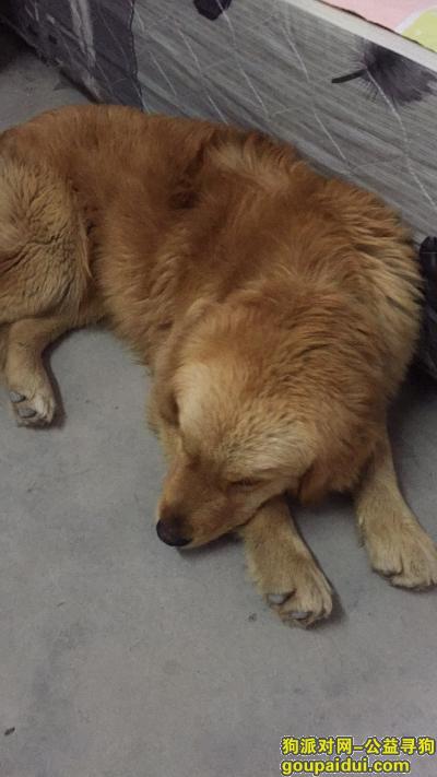 温州找狗主人，本人在乌牛捡到一只金毛犬，它是一只非常可爱的宠物狗狗，希望它早日回家，不要变成流浪狗。