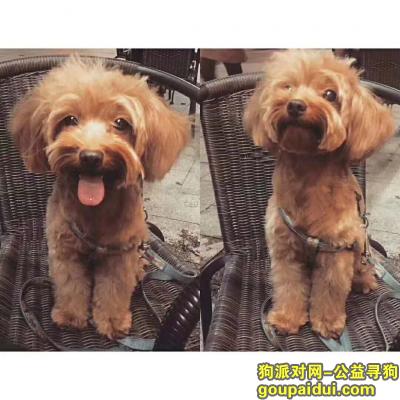 【揭阳找狗】，揭阳市榕城区寻找丢失爱犬，它是一只非常可爱的宠物狗狗，希望它早日回家，不要变成流浪狗。