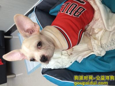 【北京找狗】，寻找我家狗狗，是一只公狗法斗串，它是一只非常可爱的宠物狗狗，希望它早日回家，不要变成流浪狗。