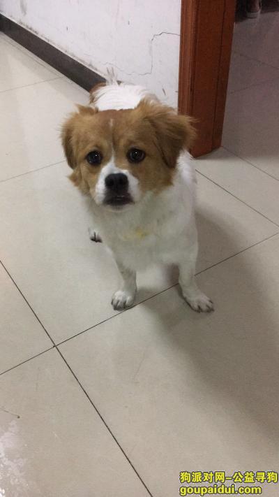 深圳捡到狗，2018.3.18晚上宝安海雅缤纷城附近捡到一条母串串狗，它是一只非常可爱的宠物狗狗，希望它早日回家，不要变成流浪狗。