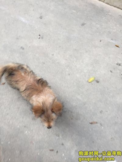 深圳寻狗主人，在布吉这边捡到的串串，它是一只非常可爱的宠物狗狗，希望它早日回家，不要变成流浪狗。