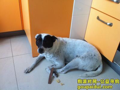 【无锡找狗】，我的黑白相间的中华田园犬，它是一只非常可爱的宠物狗狗，希望它早日回家，不要变成流浪狗。