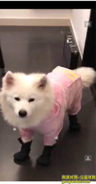 上海浦东新区泥城镇酬谢三千元寻找萨摩，它是一只非常可爱的宠物狗狗，希望它早日回家，不要变成流浪狗。
