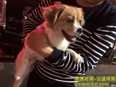 3月18日晚上在深圳宝安海雅缤纷城捡到一只小狗狗，它是一只非常可爱的宠物狗狗，希望它早日回家，不要变成流浪狗。