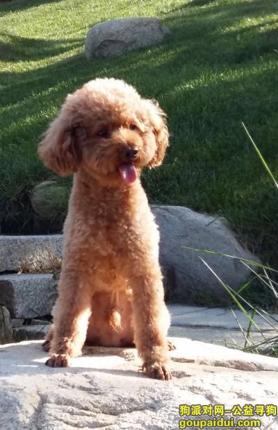 【南京找狗】，请大家帮忙寻找我家小泰迪coco！感恩！，它是一只非常可爱的宠物狗狗，希望它早日回家，不要变成流浪狗。