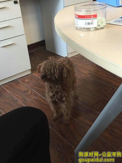温州寻狗启示，瓯海区发现一只棕色的小狗，它是一只非常可爱的宠物狗狗，希望它早日回家，不要变成流浪狗。