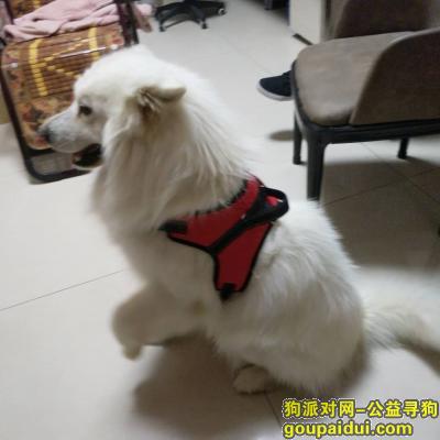 寻白色萨摩耶 请各位帮忙！！，它是一只非常可爱的宠物狗狗，希望它早日回家，不要变成流浪狗。