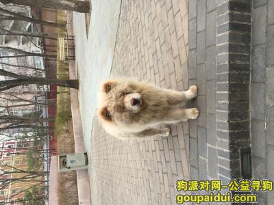 白色松狮 2018年3月21日中午 于北京市海淀区中国青年政治学院西南门门口小花园看见，它是一只非常可爱的宠物狗狗，希望它早日回家，不要变成流浪狗。