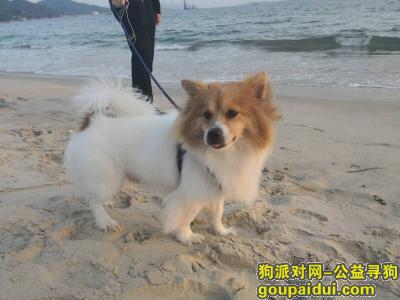 寻找蝴蝶犬，#深圳 龙华 弓村# 重酬寻找蝴蝶犬，叫Q乐，3岁，拾到并归还的好心人当面3000元的酬谢，它是一只非常可爱的宠物狗狗，希望它早日回家，不要变成流浪狗。
