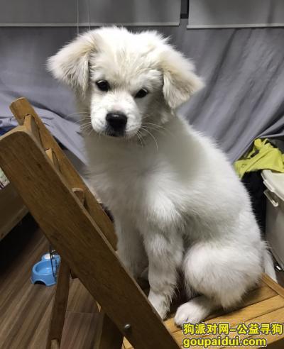 【上海找狗】，寻找Puppy，全身白色，耳朵上有黄色杂毛，它是一只非常可爱的宠物狗狗，希望它早日回家，不要变成流浪狗。