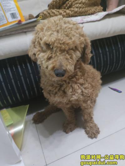 【深圳捡到狗】，深圳龙岗工地找到棕色贵宾，它是一只非常可爱的宠物狗狗，希望它早日回家，不要变成流浪狗。