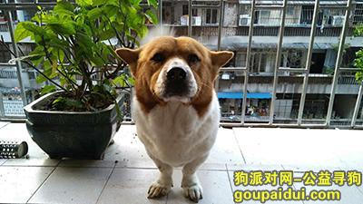 【广州找狗】，【重金悬赏，寻回挚爱狗狗】，它是一只非常可爱的宠物狗狗，希望它早日回家，不要变成流浪狗。