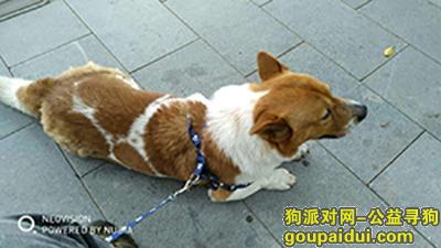 【广州找狗】，【重金悬赏！重金悬赏！寻回挚爱狗狗】，它是一只非常可爱的宠物狗狗，希望它早日回家，不要变成流浪狗。