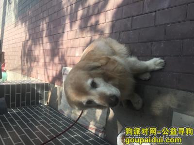 【南京捡到狗】，南湖公园捡到一只大金毛，它是一只非常可爱的宠物狗狗，希望它早日回家，不要变成流浪狗。