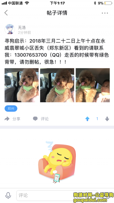 【郑州找狗】，寻找爱狗泰迪犬，望告知，它是一只非常可爱的宠物狗狗，希望它早日回家，不要变成流浪狗。