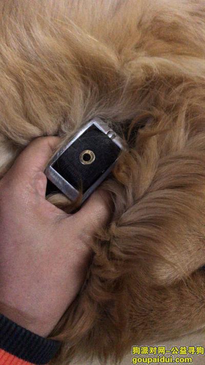 【上海捡到狗】，上海松江区捡到金毛，挺大的一只，脖子上还有项圈，它是一只非常可爱的宠物狗狗，希望它早日回家，不要变成流浪狗。