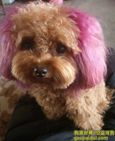 【天津找狗】，母泰迪耳朵和尾巴均染粉紫色，它是一只非常可爱的宠物狗狗，希望它早日回家，不要变成流浪狗。