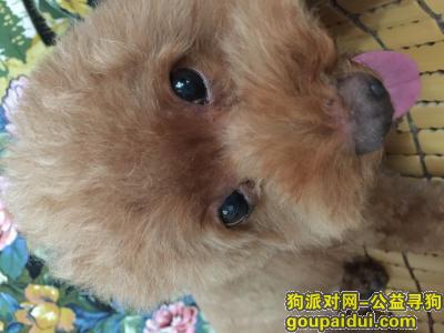【重庆找狗】，黄桷坪四川美术学院丢失红泰迪一只，它是一只非常可爱的宠物狗狗，希望它早日回家，不要变成流浪狗。