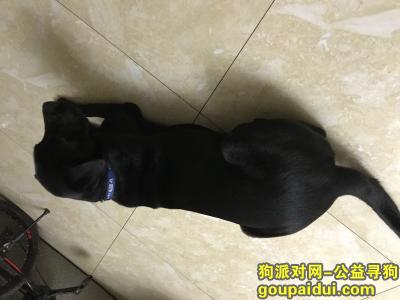 【重庆捡到狗】，3月22日捡到黑色拉布拉多成犬，有颈圈，胸前有白色皮毛，它是一只非常可爱的宠物狗狗，希望它早日回家，不要变成流浪狗。