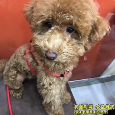 【南京找狗】，南京市栖霞区迈皋桥寻找棕色泰迪，它是一只非常可爱的宠物狗狗，希望它早日回家，不要变成流浪狗。