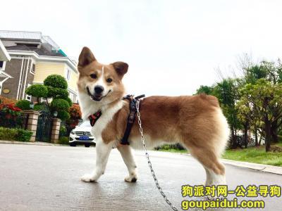 #寻狗启示#柯基 福州五四北主题公园附近走丢，它是一只非常可爱的宠物狗狗，希望它早日回家，不要变成流浪狗。