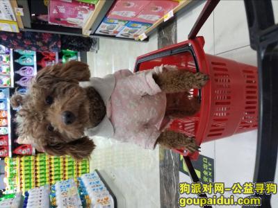 【遵义找狗】，棕色泰迪  2018年3月25日中午在新浦二号还房走丢，它是一只非常可爱的宠物狗狗，希望它早日回家，不要变成流浪狗。