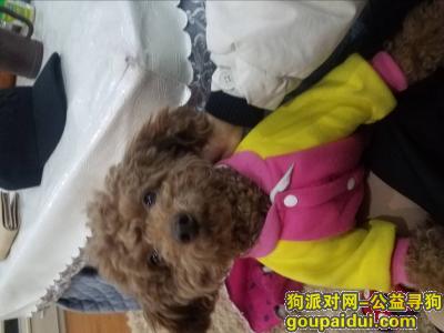 3月25日中午在新浦二号还房小区对面的医院附近走失  棕色毛色泰迪，它是一只非常可爱的宠物狗狗，希望它早日回家，不要变成流浪狗。