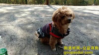 【广州找狗】，贵宾犬女孩BOBO走失，它是一只非常可爱的宠物狗狗，希望它早日回家，不要变成流浪狗。