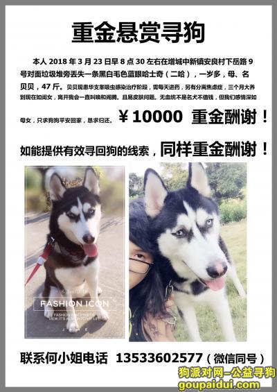 【广州找狗】，重金10000寻找爱犬贝贝，它是一只非常可爱的宠物狗狗，希望它早日回家，不要变成流浪狗。