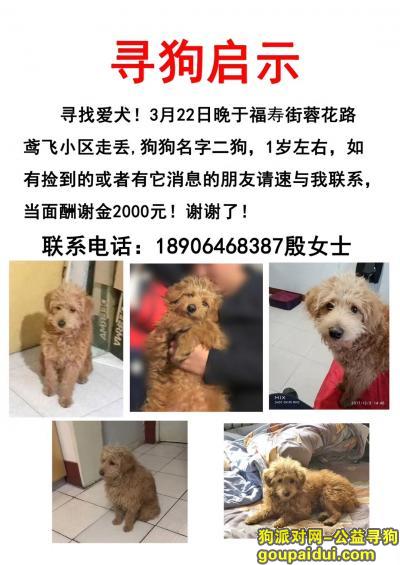 【潍坊找狗】，狗启示 在潍坊高新区鸳飞小区附近走失泰迪狗狗一只，它是一只非常可爱的宠物狗狗，希望它早日回家，不要变成流浪狗。